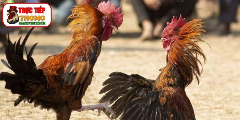 nhận biết qua cựa gà