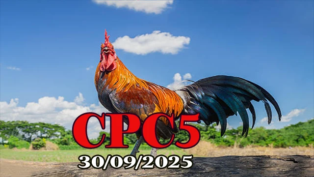 Xem lại đá gà trực tiếp C5 hôm nay 30/09/2025