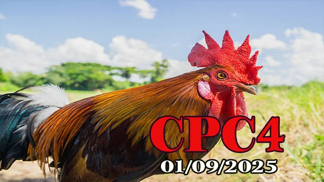 Xem lại trận đá gà C4 hôm nay 01/09/2025 full HD