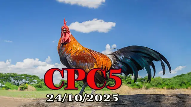 Gà Đá C5 Hôm Nay 24/10/2025
