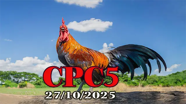 Clip phát lại đá gà trực tiếp C5 hôm nay 27/10/2025