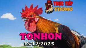Video Trực Tiếp Đá Gà Tonhon 13122025 Phát Lại
