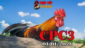 Phát Lại Trực Tiếp Đá Gà CPC3 Ngày 01012026 Mới Nhất