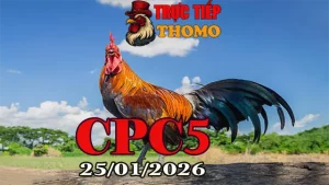 Xem Clip Trực Tiếp Đá Gà CPC5 Ngày 25012026