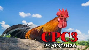 Full Video Đá Gà Thomo CPC3 Ngày 24032026