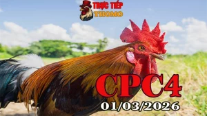 Tổng hợp Clip đá gà trực tiếp CPC4 hôm nay ngày 01032026 tại Thomo