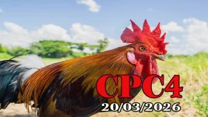 Tổng hợp video đá gà trực tiếp CPC4 ngày 20032026 full HD