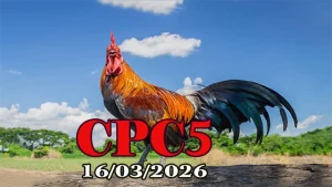Xem clip đá gà trực tiếp CPC5 ngày hôm nay 16032026 full HD