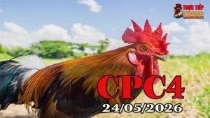 Xem Video Đá Gà Trực Tiếp CPC4 Ngày 24052026