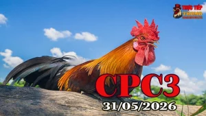 Xem clip đá gà Thomo CPC3 ngày 31052026