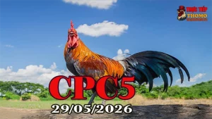 Xem clip đá gà trực tiếp CPC5 ngày 29052026 full HD