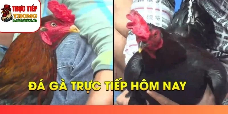 TRANG CHỦ 9 da ga truc tiep hom nay new