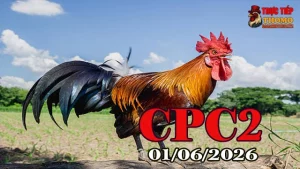 Xem video đá gà Thomo CPC2 ngày 01062026